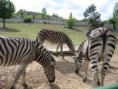 /album/fotogaleria-kosicka-zoologicka-zahrada-/images-2-jpg/